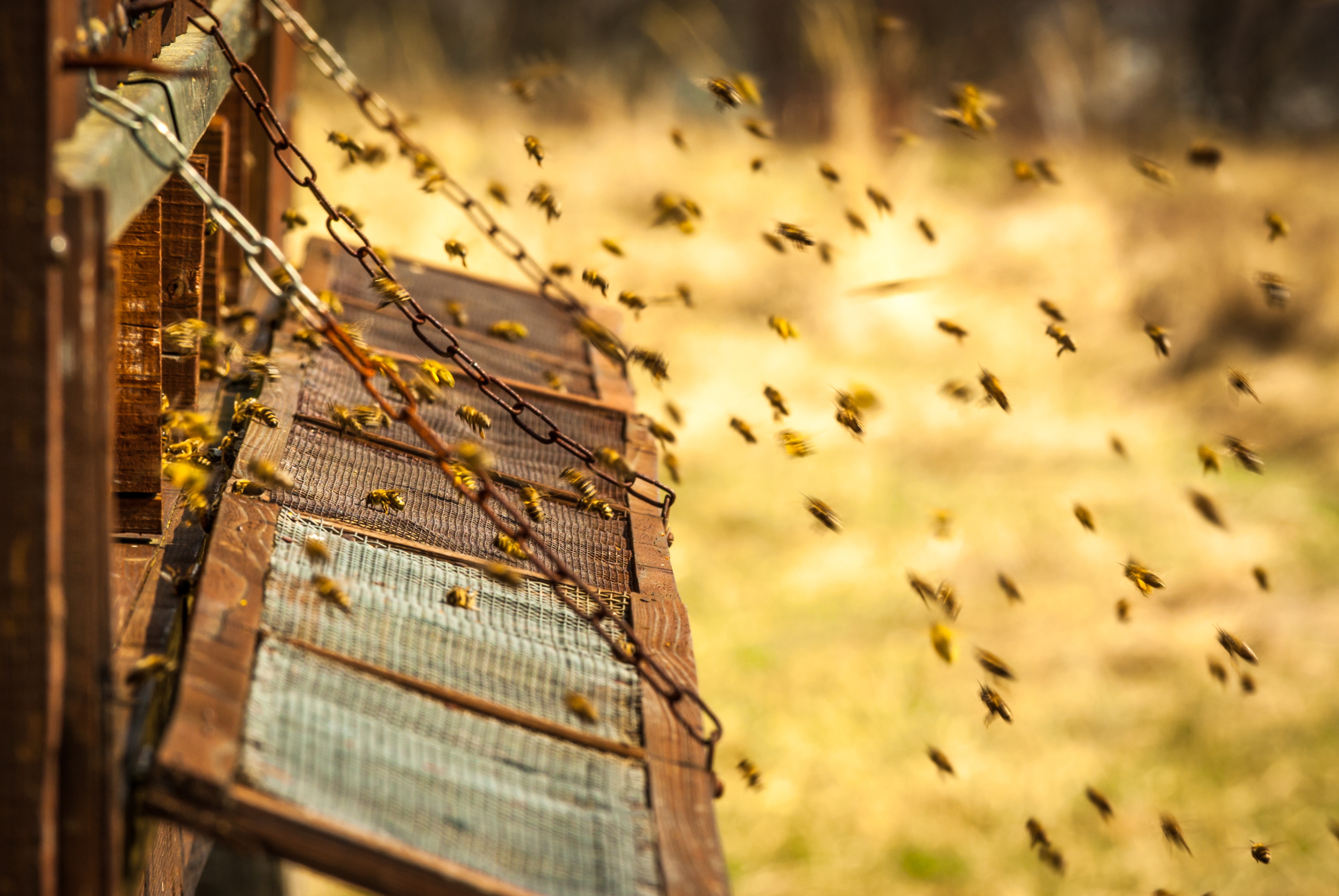 Web2Print: A Hive for the Busiest of Bees